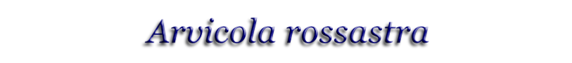 
Arvicola rossastra
