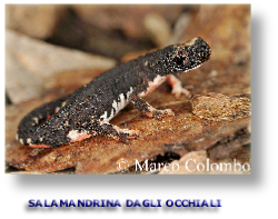 SALAMANDRINA DAGLI OCCHIALI
