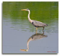 Airone cinerino con riflesso su''acqua