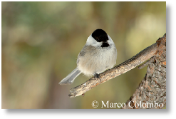 Cincia bigia alpestre