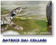 NATRICE DAL COLLARE
